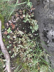Sedum hispanicum