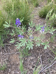 Lupinus pusillus