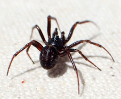 Steatoda hespera