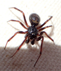 Steatoda hespera