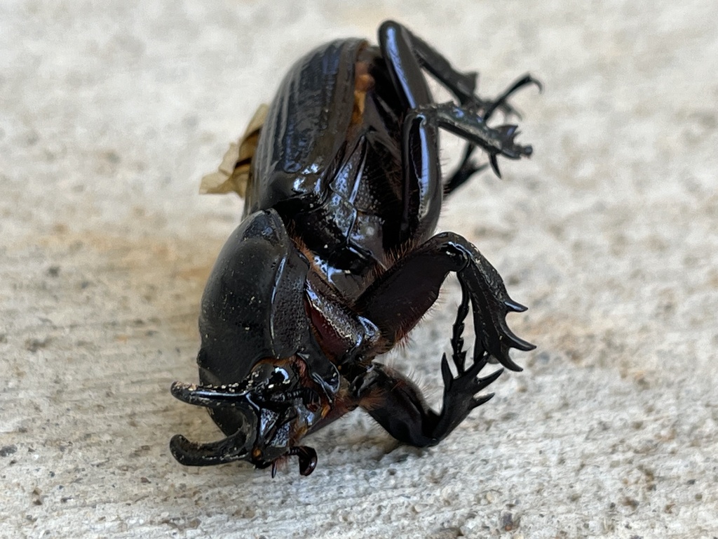 Triceratops Beetle