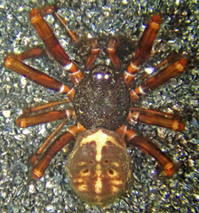 Steatoda hespera