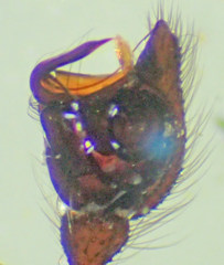 Steatoda hespera