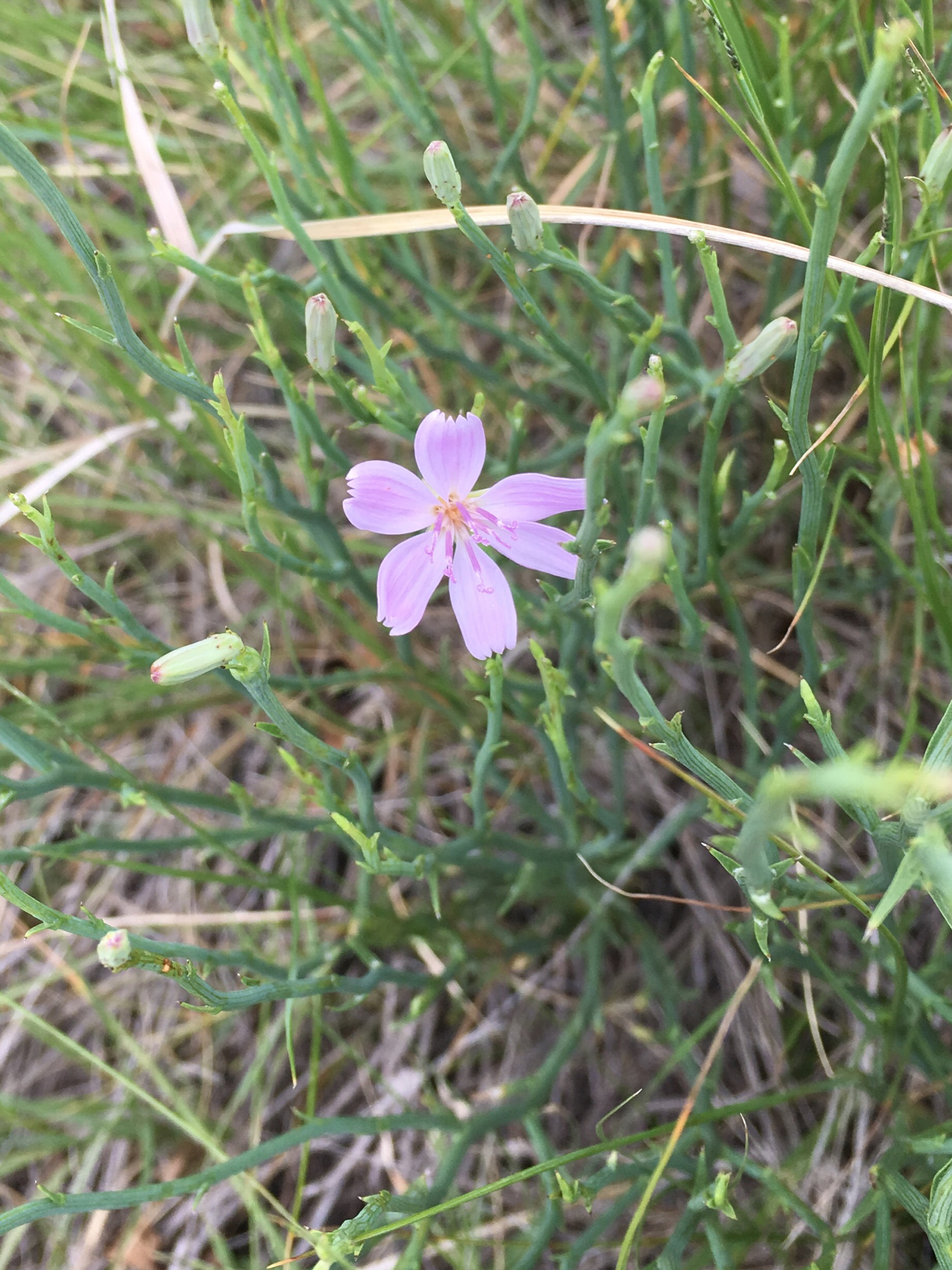 Lygodesmia juncea
