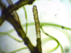 Cocconeis pediculus