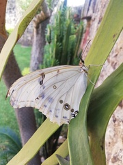 Morpho polyphemus polyphemus