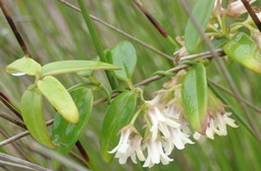 Astephanus triflorus