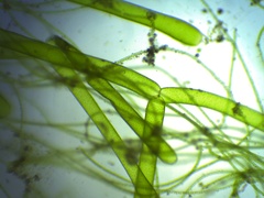 Hydrodictyon reticulatum