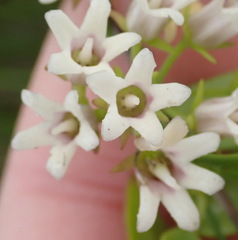 Astephanus triflorus