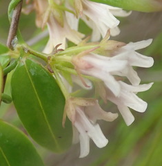 Astephanus triflorus