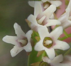Astephanus triflorus