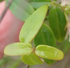 Astephanus triflorus