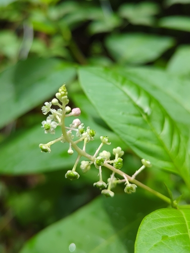 American pokeweed