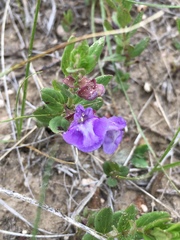 Scutellaria brittonii