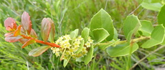 Maytenus procumbens