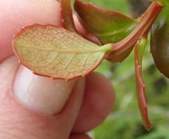 Maytenus procumbens