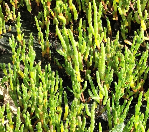 Image of Salicornia europaea by no rights reserved