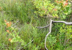Maytenus procumbens
