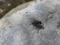 Limnophora obsignata