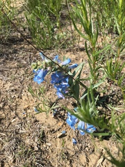 Penstemon angustifolius