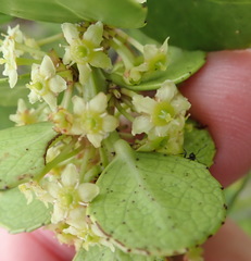 Maytenus procumbens