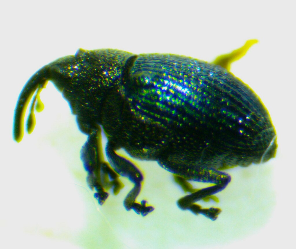 Ceutorhynchus merkli