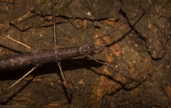 Pachymorpha