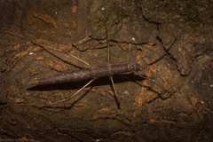 Pachymorpha