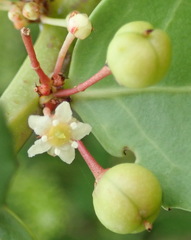 Maytenus procumbens