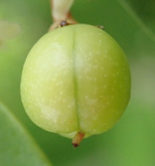 Maytenus procumbens