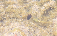 Deronectes fairmairei