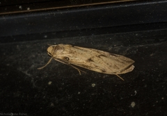 Graphosia stenopepla