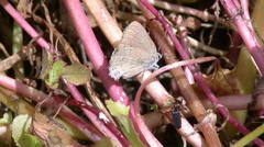 Satyrium