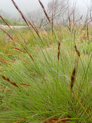 Schoenus graciliculmis