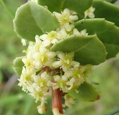 Maytenus procumbens