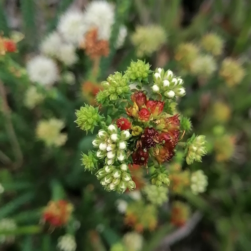 Image of Agathosma apiculata by (c) Martjie Fia Fourie, some rights reserved (CC BY)