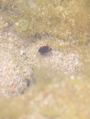 Deronectes fairmairei