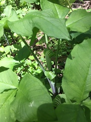 Arisaema stewardsonii