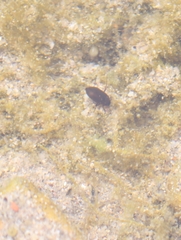 Deronectes fairmairei