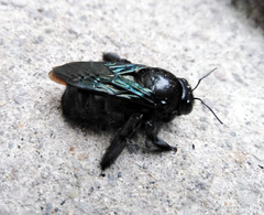 Xylocopa