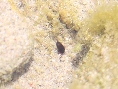 Deronectes fairmairei