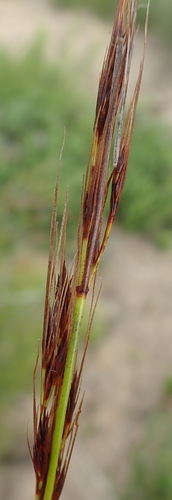 Image of Schoenus graciliculmis by (c) Nicola van Berkel, some rights reserved (CC BY-SA)