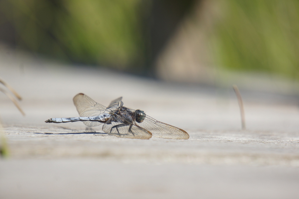 Keeled Skimmer