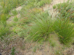 Schoenus graciliculmis