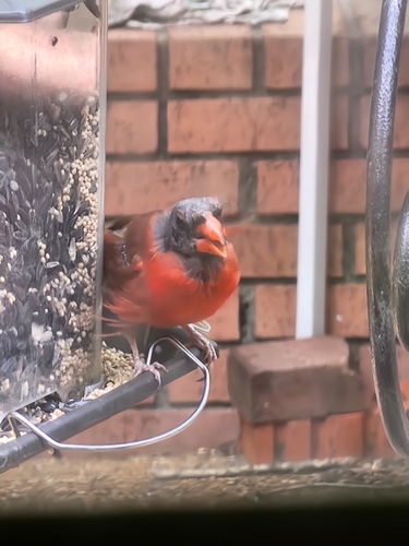 Northern Cardinal photographed in Mississippi