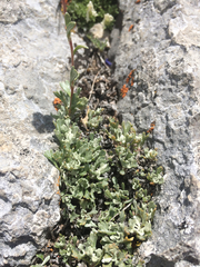 Artemisia nuttallii