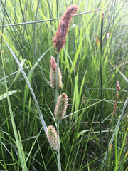Carex nebrascensis