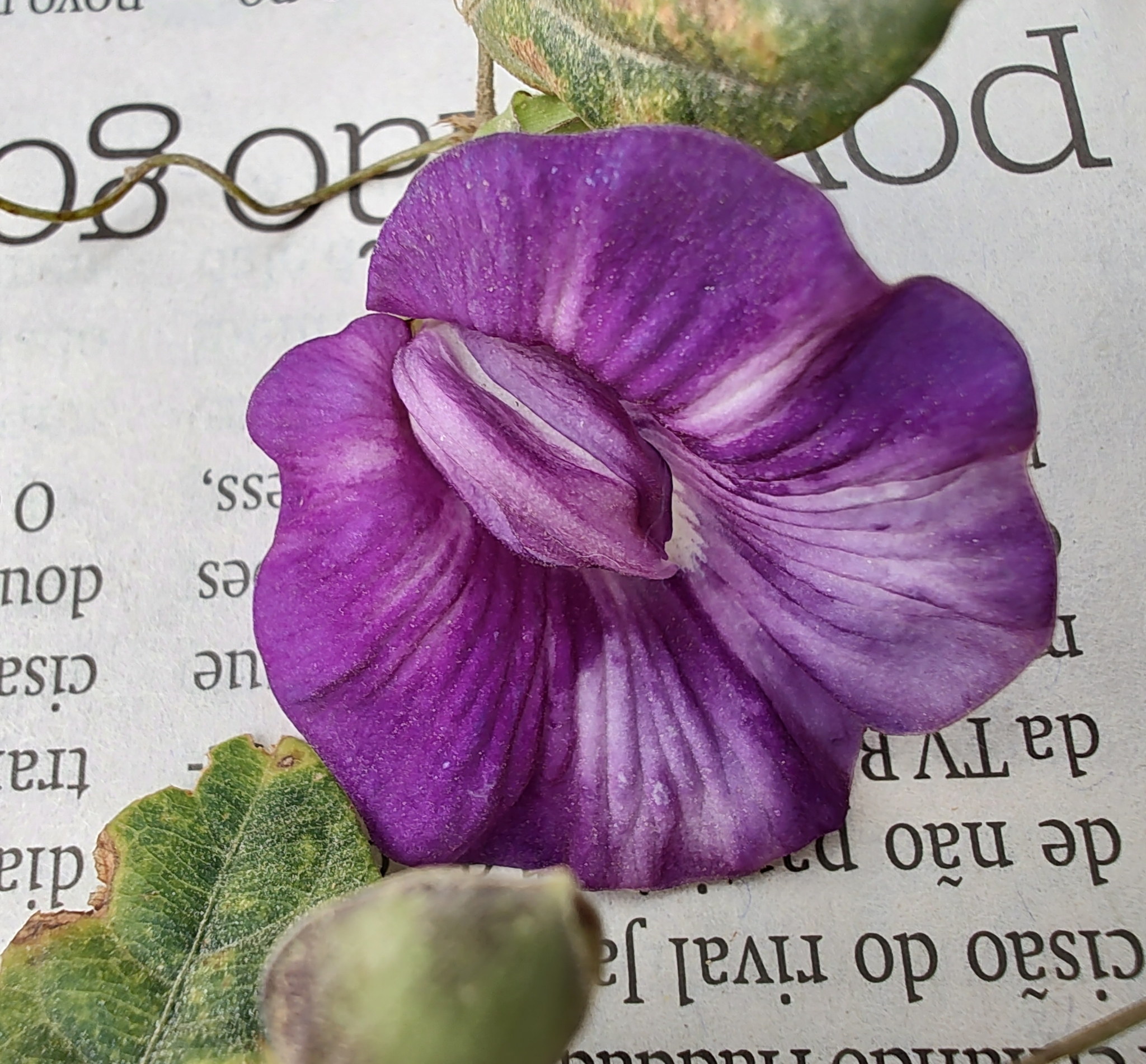 Centrosema brasilianum