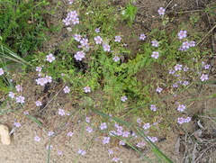 Chaenostoma campanulatum