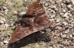 Conognathus platon